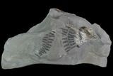 Fossil Fern (Sphenopteris & Lyginopteris) Plate - Alabama #112702-2